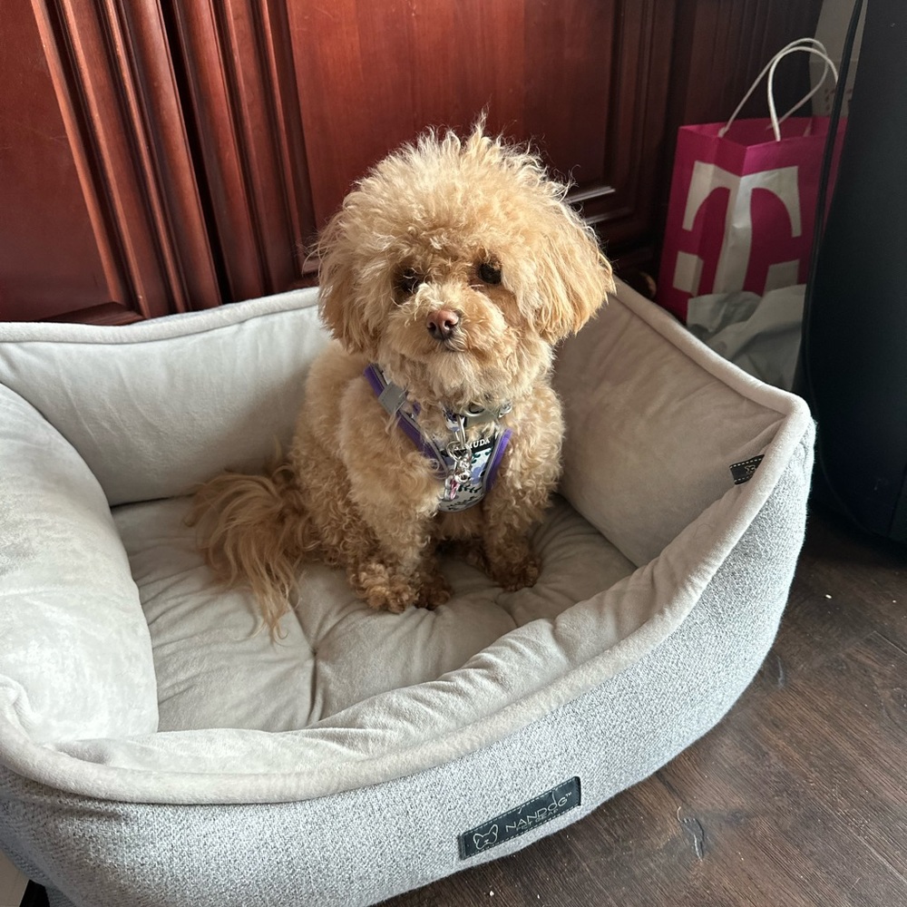 Meet your Posher, Ella